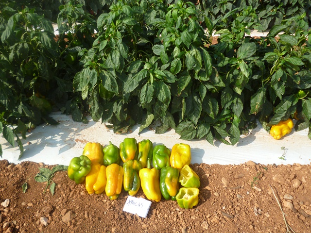 lamuyo  yellow 3/4 type pepper p1